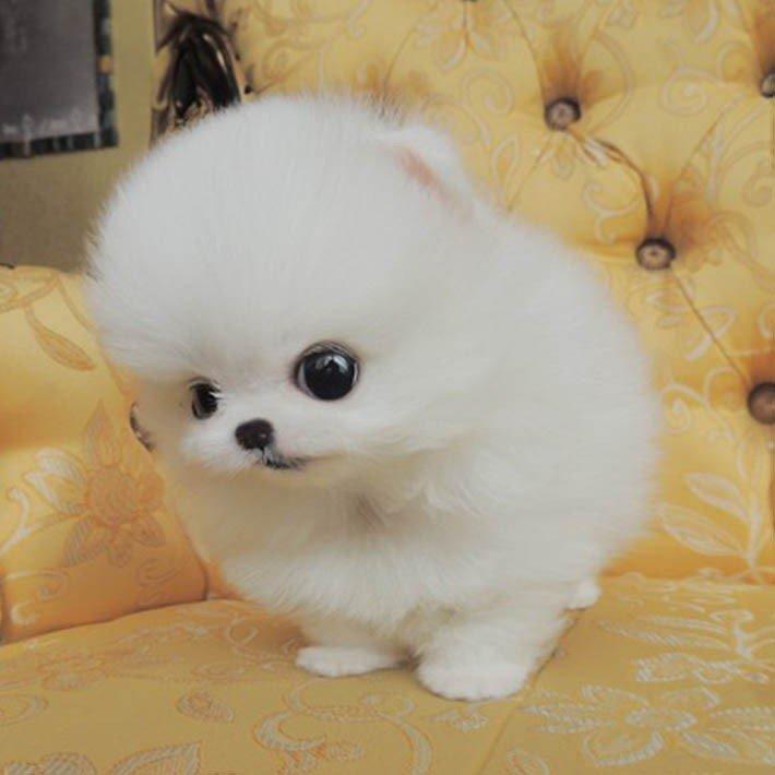 白色狗狗品种大全及图片_吉娃娃生的狗狗全白色_怎么给白色狗狗起名字