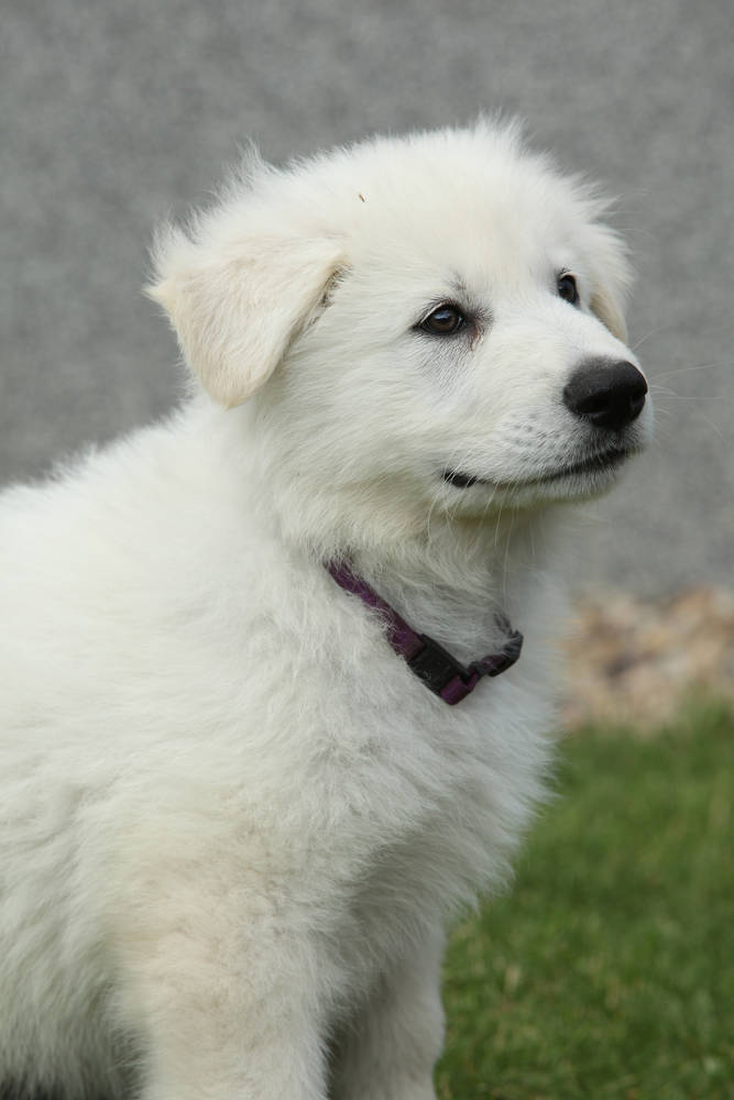 怎么给白色狗狗起名字_给白色狗狗起名字大全_白色背景黑颜色的漫画狗狗图片