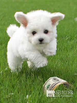 吉娃娃生的狗狗全白色_白色狗狗品种大全及图片_怎么给白色狗狗起名字