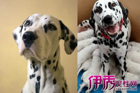 大麦町斑点狗起名字_斑点狗起名字_斑点狗起名字