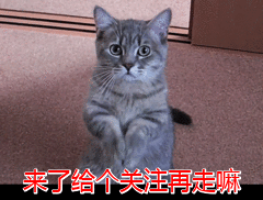 斑点狗起名字