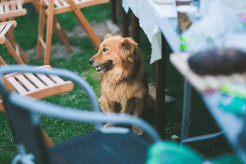 母牧羊犬名字大全霸气