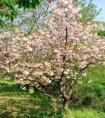 象征樱花的英文名字 百花种类1