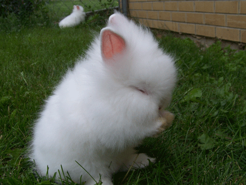 属兔的宝宝取名