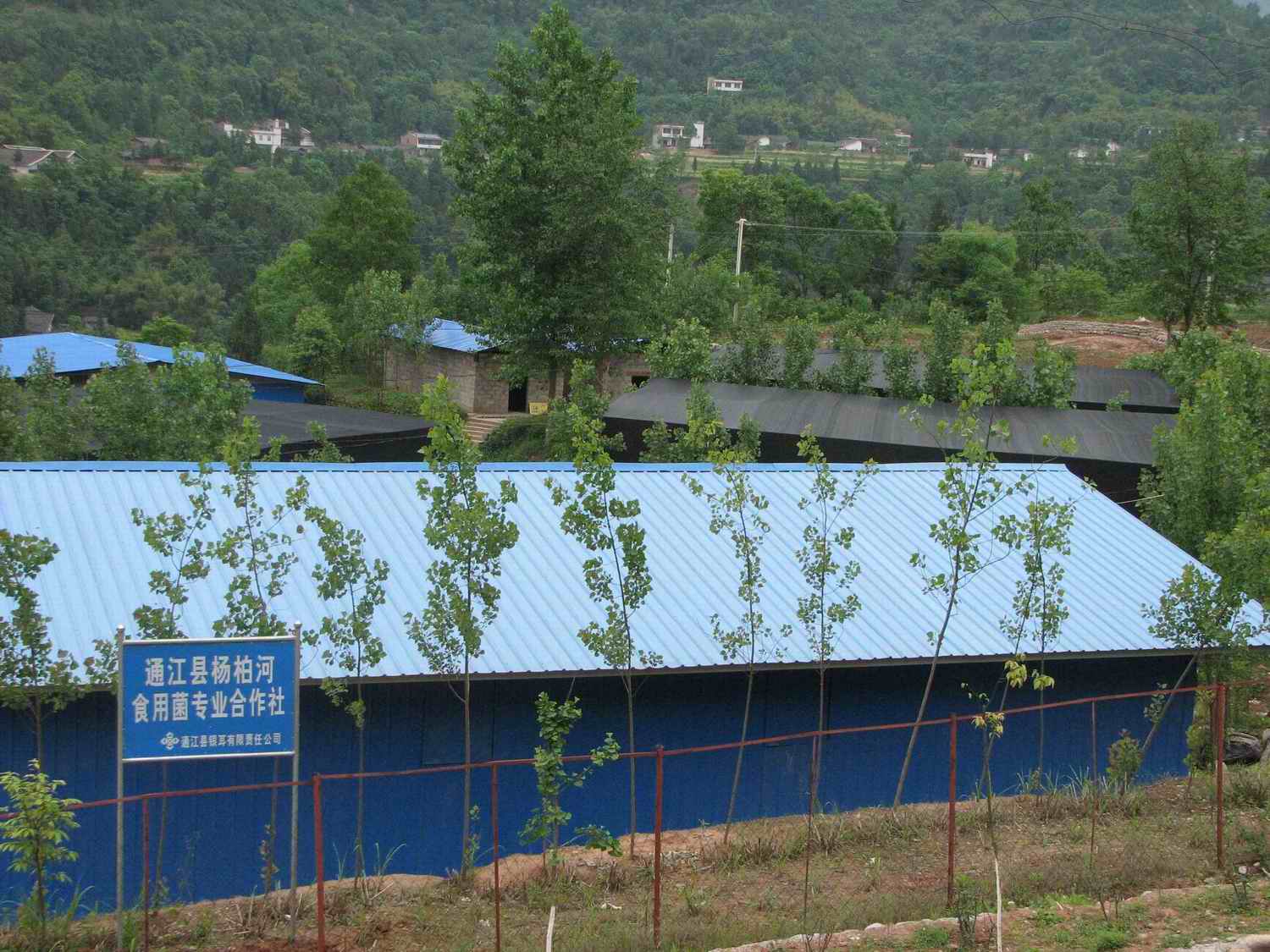 食用菌专业合作社起名字_食用菌专业合作社起名字