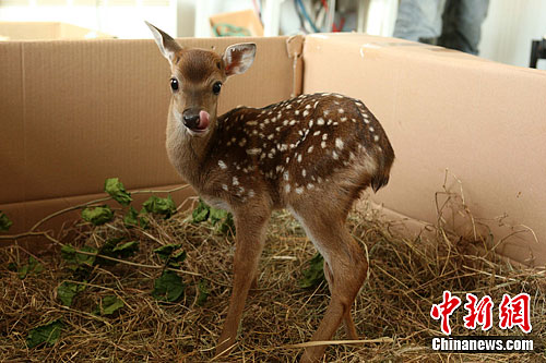 资料图： 2011年11月4日是台湾赠送大陆的梅花鹿“点点”所生的小公主降生山东威海刘公岛国家森林公园的第10天，小鹿正在健康成长。中新社发 蔡润连 摄
