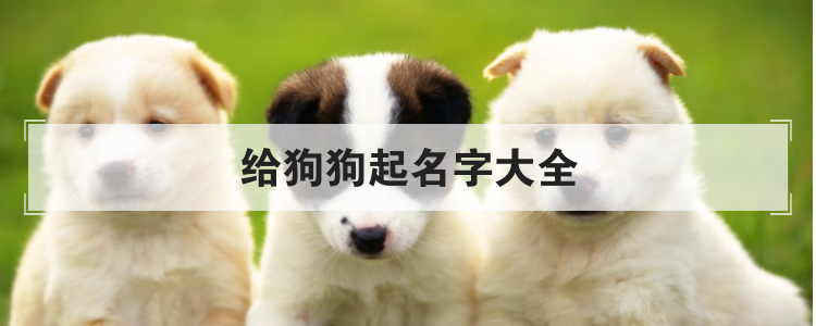 给狗狗起名字大全