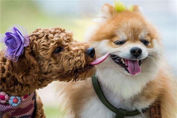 给狗狗起名字大全 狗狗洋气霸_给狗狗起名字大全 狗狗洋气霸