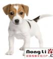 给狗狗取名字呆萌些的