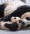 官宣！旅韩大熊猫宝宝取名为“福宝” 近照曝光
