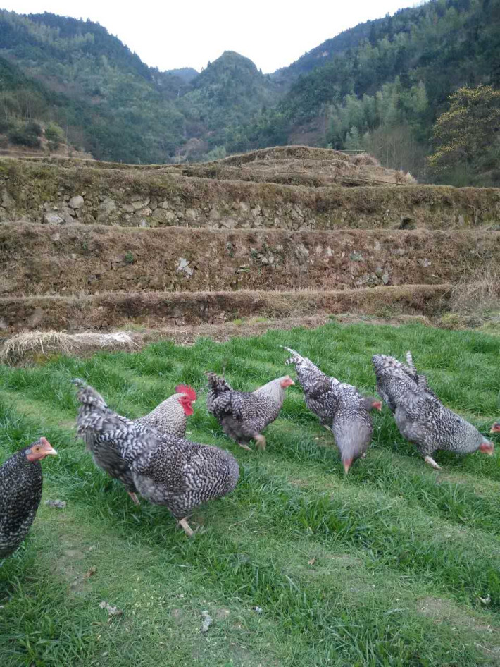 食品名称起名大全_公司免费起名大全_食品公司起名大全