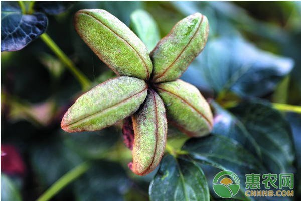 油用牡丹怎么种植？油用牡丹高效种植技术