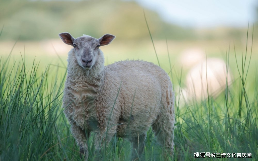 起名生肖喜忌重要吗