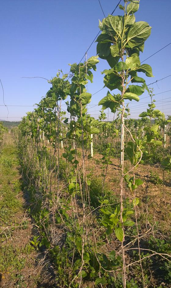 猕猴桃种植专业合作社起名_公司 起名 测试_种植公司起名