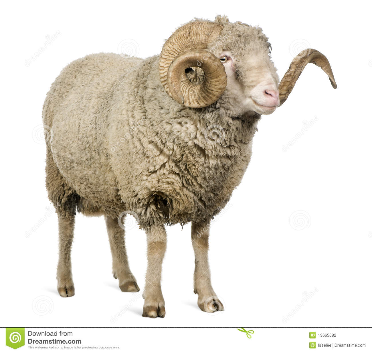 91年羊男和85年属牛女_2015年属羊起名字典_2015羊宝宝起名打分