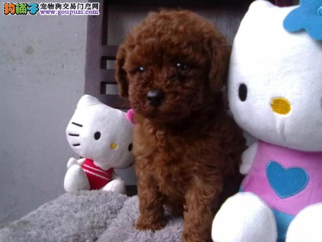 银狐犬月经多少天是正常的情况