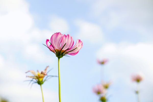 有内涵有气质的微信名 有气质安静的微信昵称