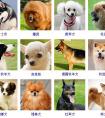 <strong>在中国宠物主人给狗取名的方法上，它们真的把自己的气质憋死了。</strong>
