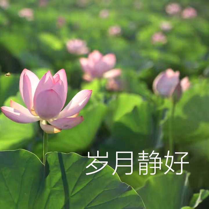 微信名四字词语什么最好听：好听,大气上档次的四字微信昵称