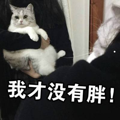 想养猫和鱼情侣网名