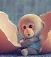 医院猴宝宝扎堆 生肖猴受喜爱扎堆图吉利 揭2016猴年哪月生孩最好